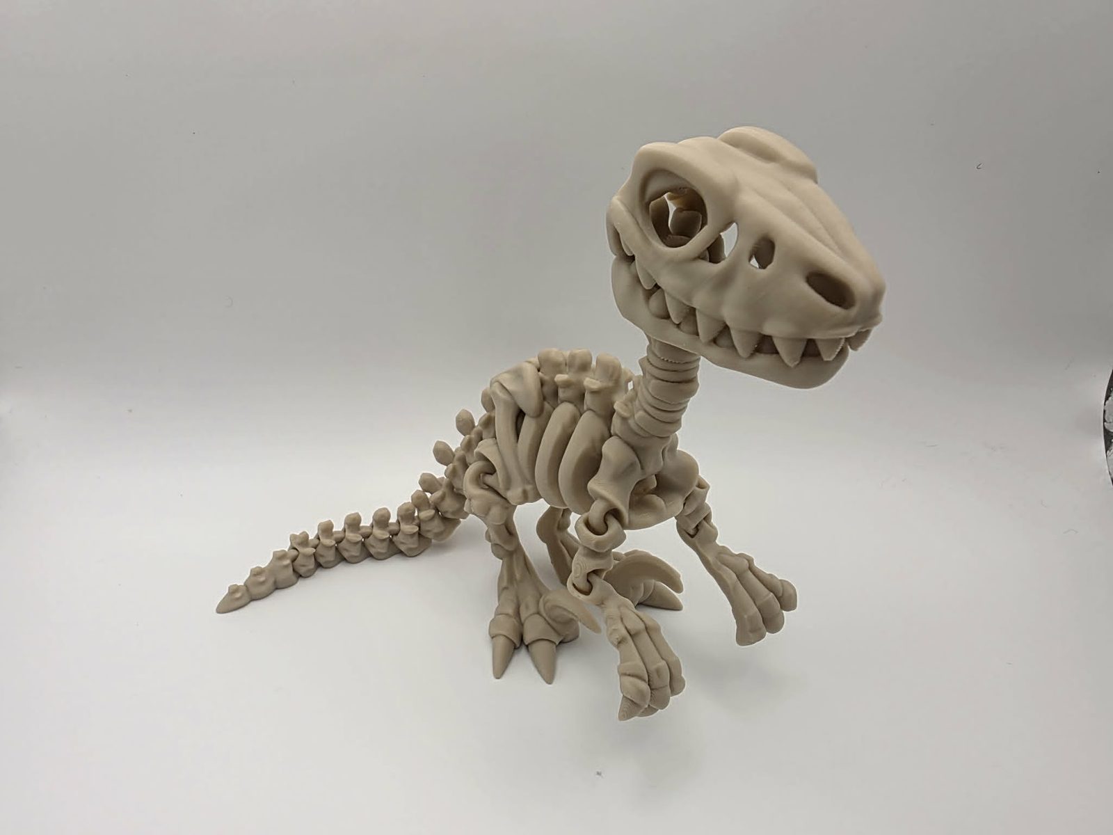 Skeleton Raptor - Standard - 7.5" Long x 2.5" Wide x 5.5" Tall 3D print product image